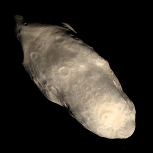 Prometheus moon